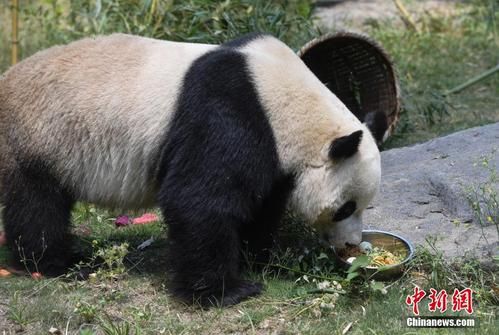 山东有野生大熊猫吗？卖萌奥运会