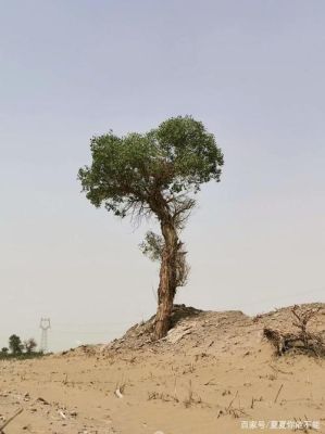 守一世荒凉换一世无双啥意思？荒凉奥运会