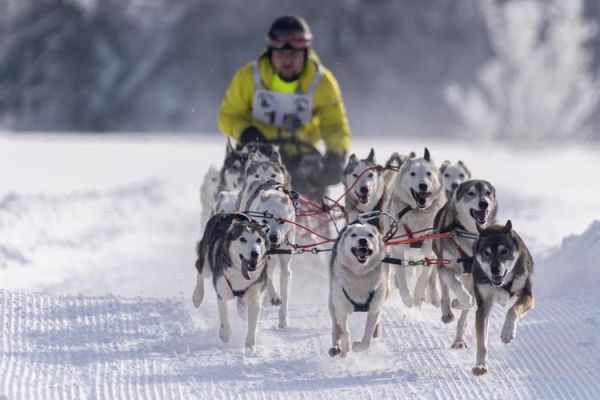 摩托雪橇是奥运会比赛项目吗（狗拉雪橇 奥运会）