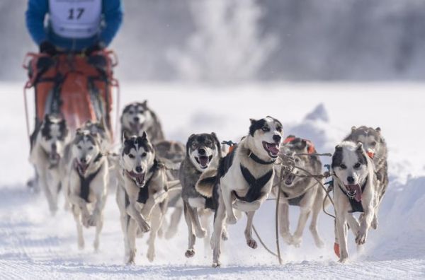 摩托雪橇是奥运会比赛项目吗（狗拉雪橇 奥运会）