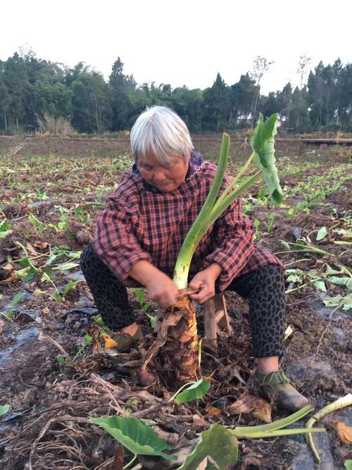 四川人头芋和广西荔浦芋的区别（奥运会开幕人头）